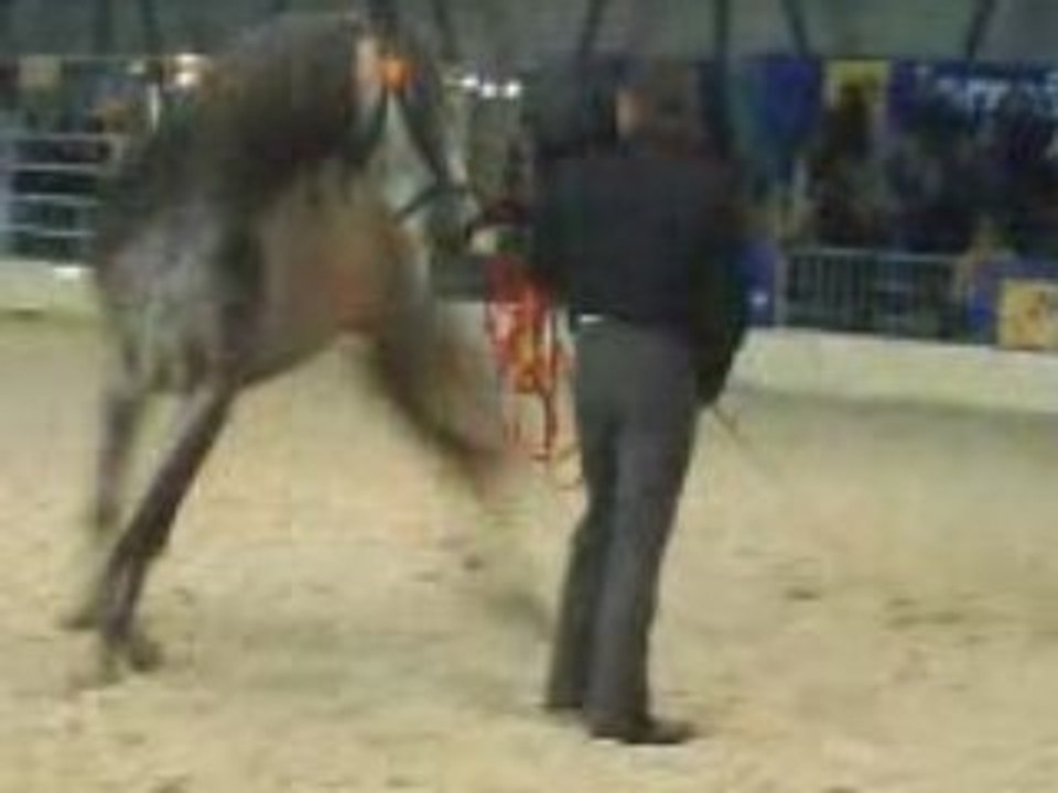 chevalissimo 2008