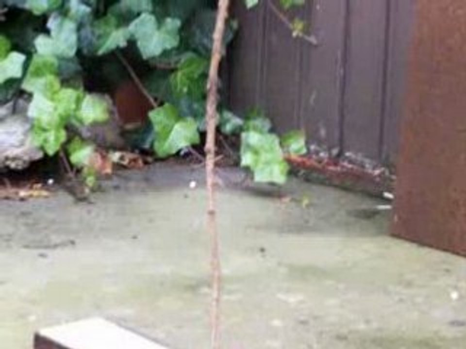 mauser sr airsoft vs branche d'arbre