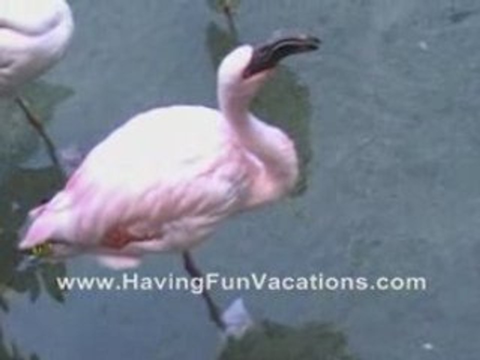 Everyone Knows #1 MOR Vacations
