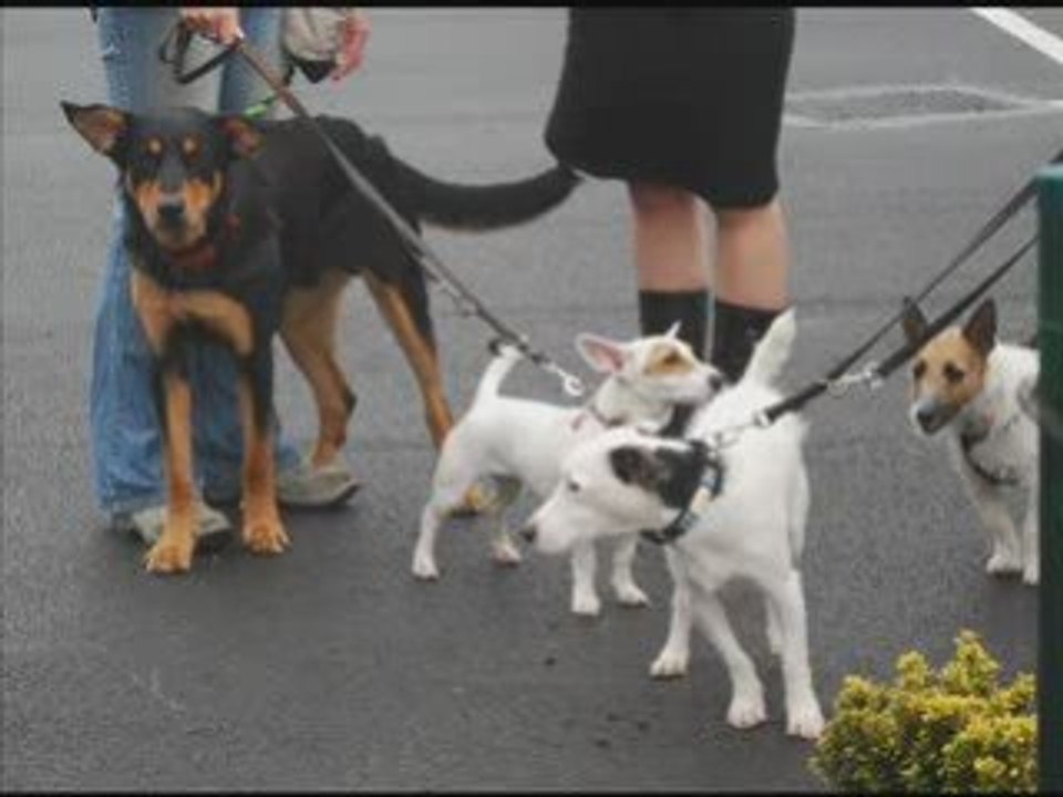 Journee demouville jack russel