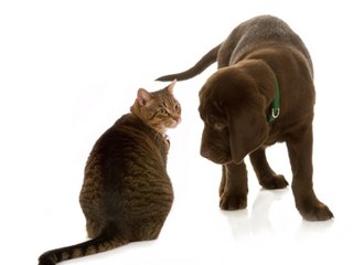 How to introduce a new cat to your other pets