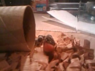 1 repas le 6 octobre