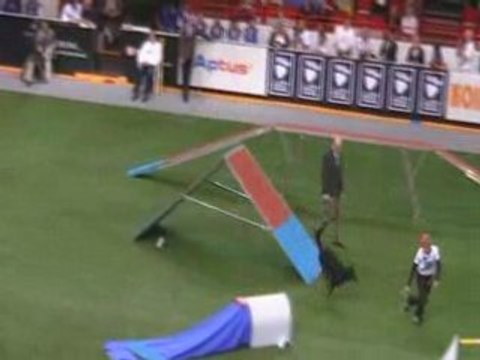 Beauceron Championnat du Monde d'agility 1