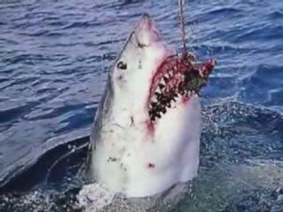 Requins