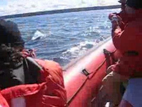 Rorqual commun sur le saint-laurent 2
