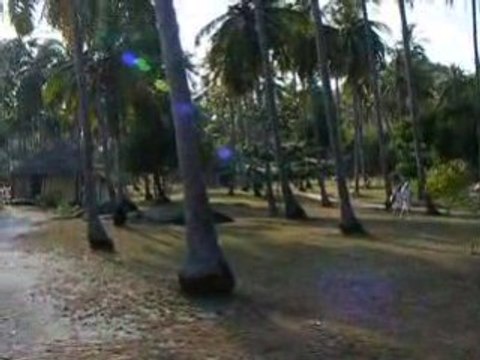 Shark bay koh tao thailande