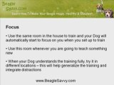 Beagle Training Tips: Perfect Location For Beagle Training
