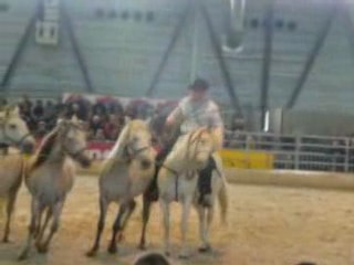 Chevalissimo 2008 camarguais liberté 1