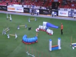 Schapendoes 1 Championnat du monde d'agility