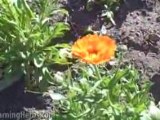 Growing calendula: Calendula Officinalis