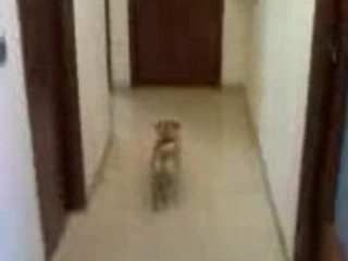 Il mio carlino Ugo apre la porta!!!