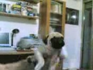 Il mio carlino Ugo ballerino