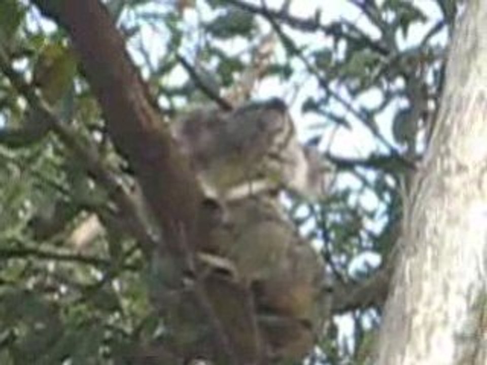 Noosa Koala