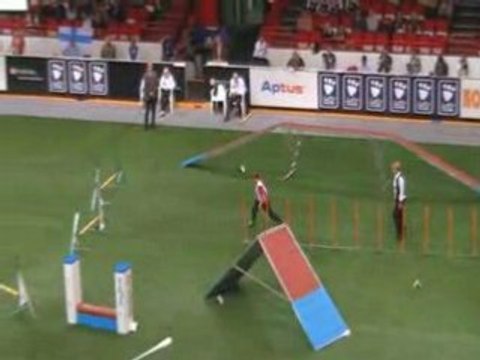 Silky 2 championnat du monde d'agility