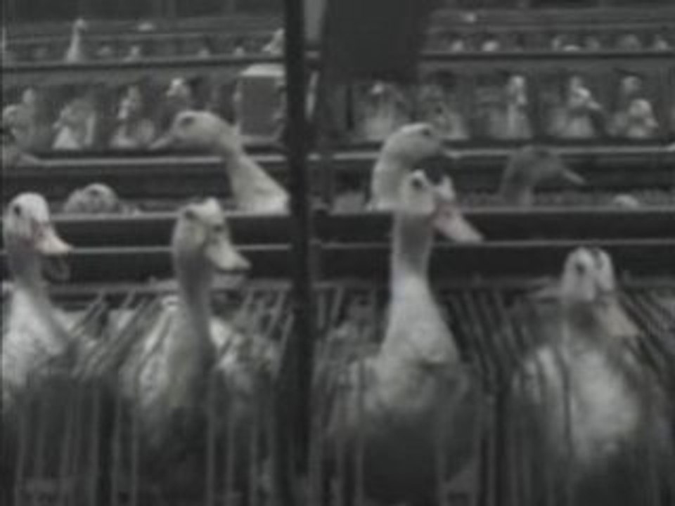 Enquete au Pays du Foie Gras