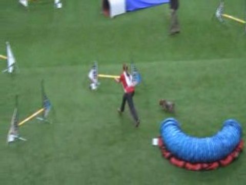 Silky 1 championnat du monde d'agility