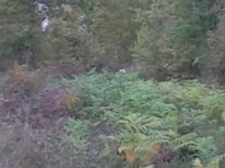 Mémory bruyères gibier