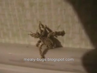 Watch This: Very Strange Bug!