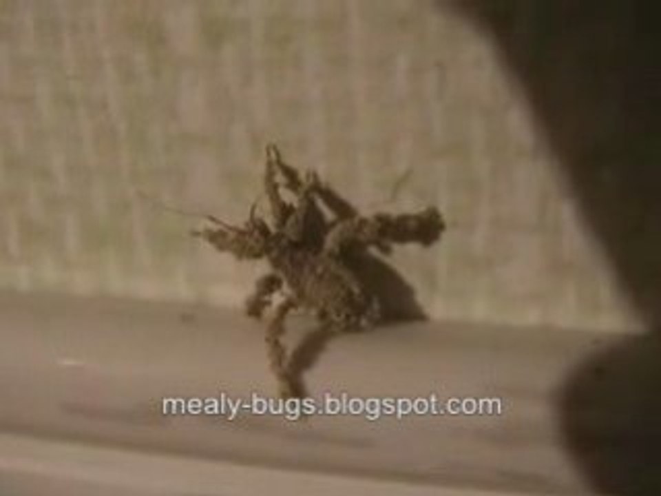 Watch This: Very Strange Bug!