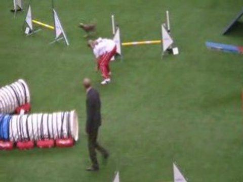 Chien nu chinois championnat du monde d'agility