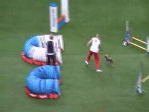 Chien nu chinois 2 championnat du monde d'agility