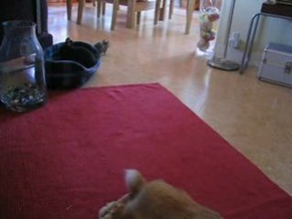 attention au lapin !!!