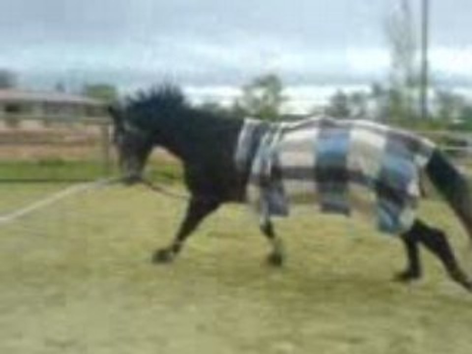 Pipi longe