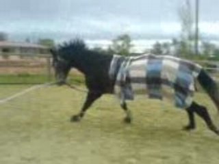 Pipi longe