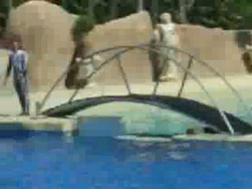 Les dauphins à Marineland