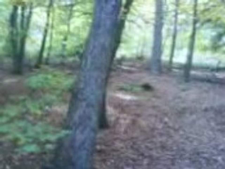 Tien sacha ramasse t dents