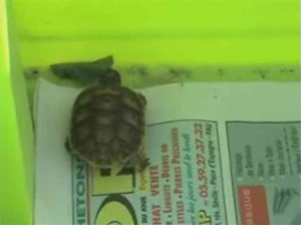 Naissance tortue du 5-10-2008
