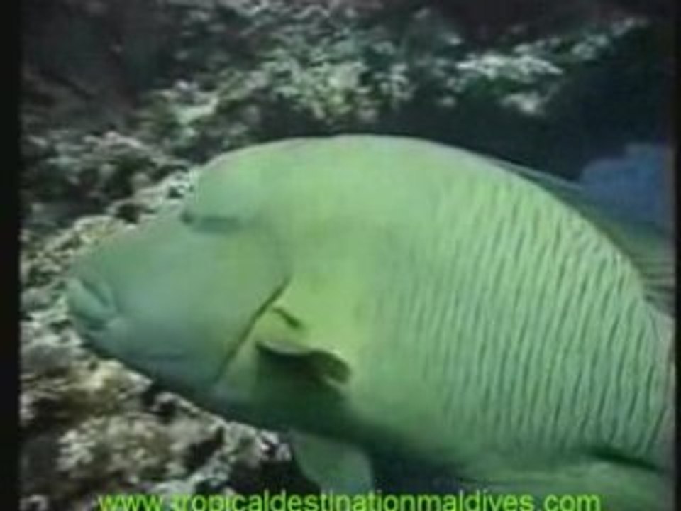 Maldives Scuba Diving