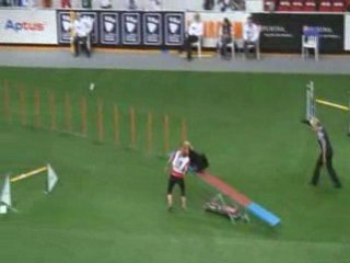 Berger Croate Championnat du monde d'agility
