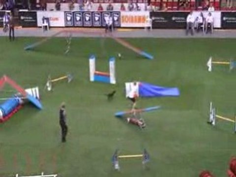 Manchester terrier Championnat du monde d'agility