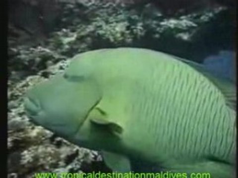 Maldives Scuba Diving