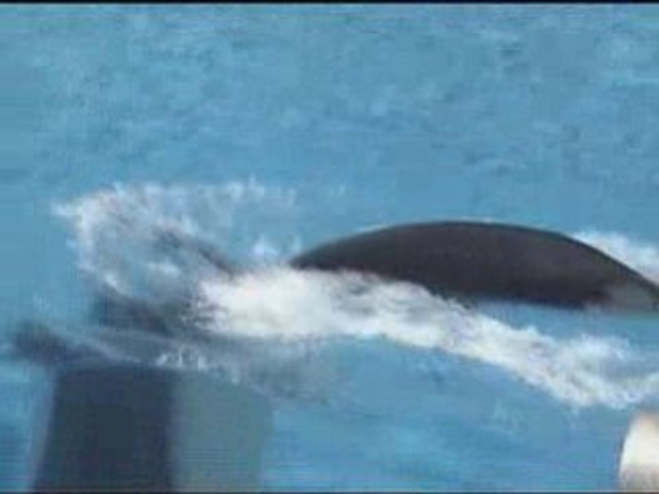 Sea World, San Diego-- Believe Show  Part 1 highlights