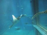 大阪市「海遊館」マンボウ・エイ・サメ