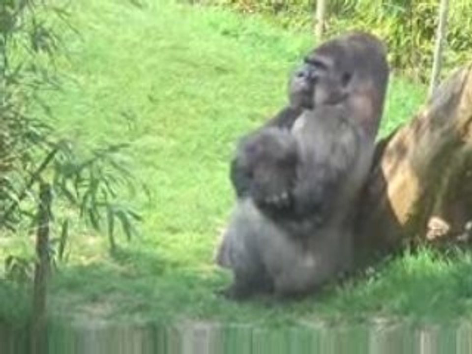 Grands Singes