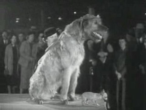 American Propaganda Films - All in One