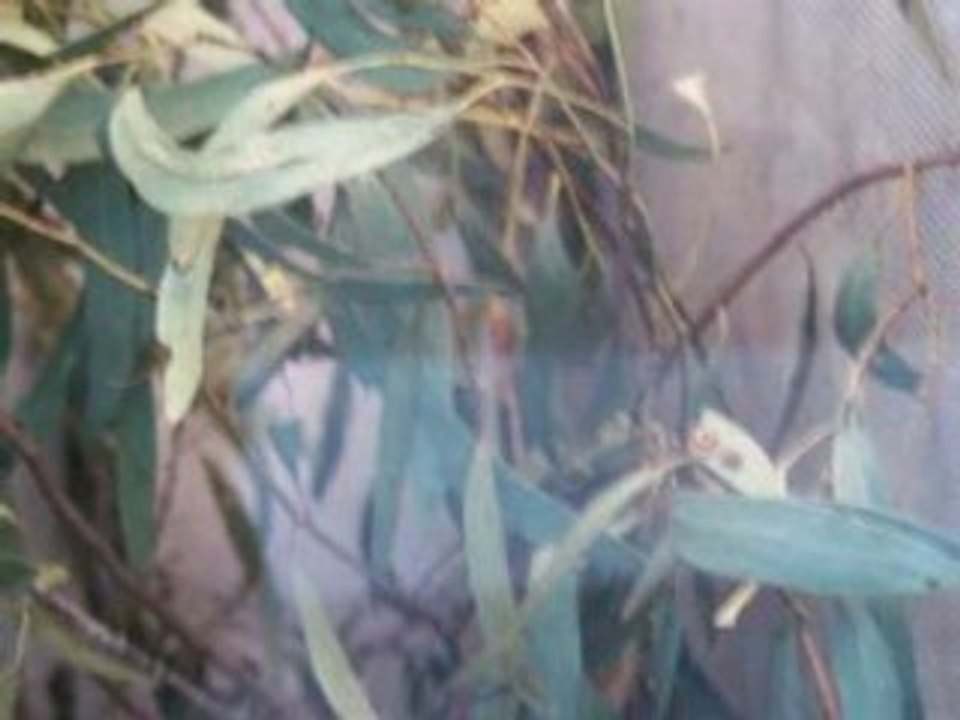 CSIRO Discovery