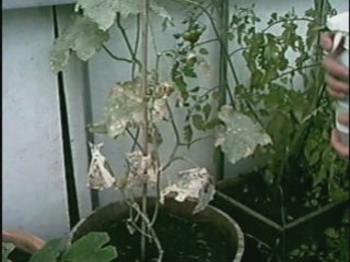 Food Grade Hydrogen Peroxide Garden Uses