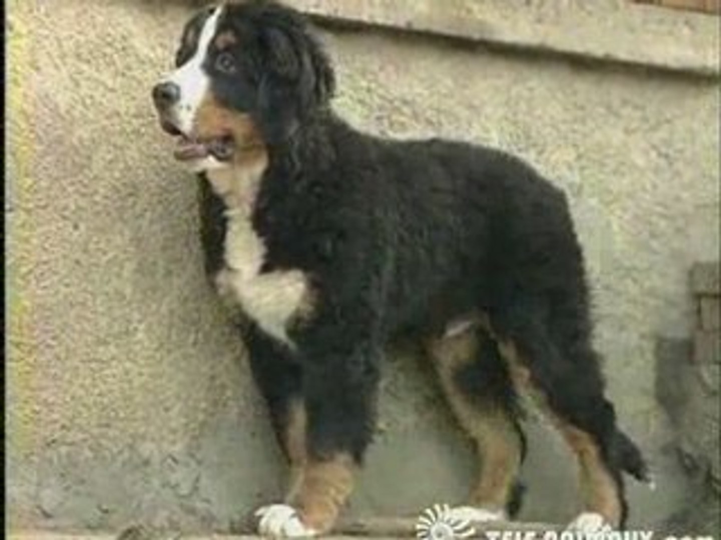 Tele Animaux Com Bouvier Bernois Video Dailymotion