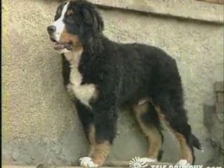 Tele-animaux.com Bouvier Bernois