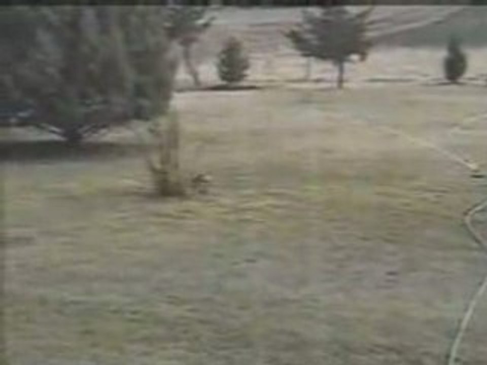 Funny Videos - Home Videos - Rabbit VS Snake - Funny Animals