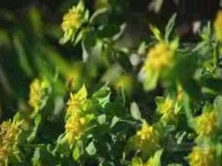 All Creation Worships You