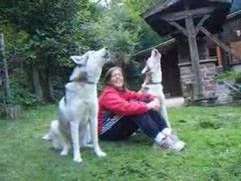 LES husky en concert plein air