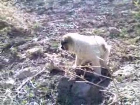 inanılmaz Anne diye konuşan yavru köpek