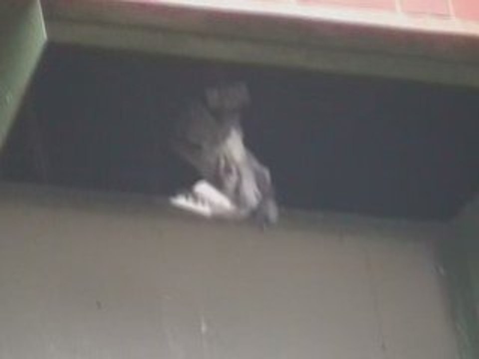 Pigeon R.I.P