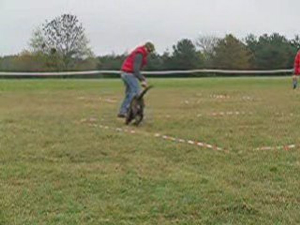 Poker,berger hollandais,en concours de cavage