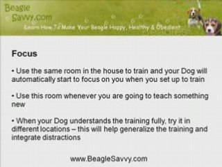The Perfect Location For Beagle Training